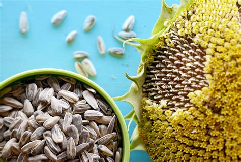 Illustration of the sunflower plant and its seeds, highlighting its historical use.