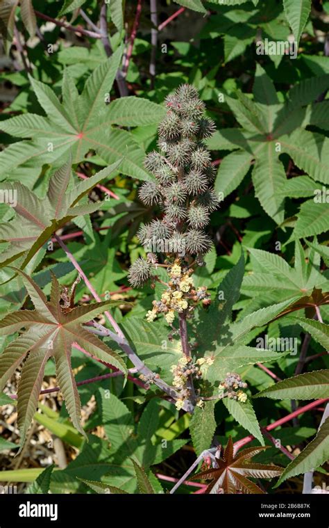 Image of castor bean plants and harvested castor beans.