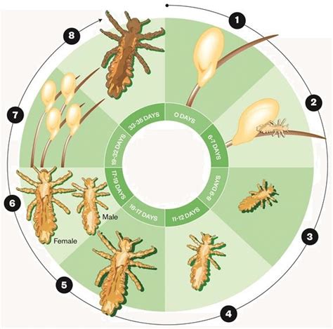 Infographic illustrating the life cycle of a head louse: egg, nymph, adult.