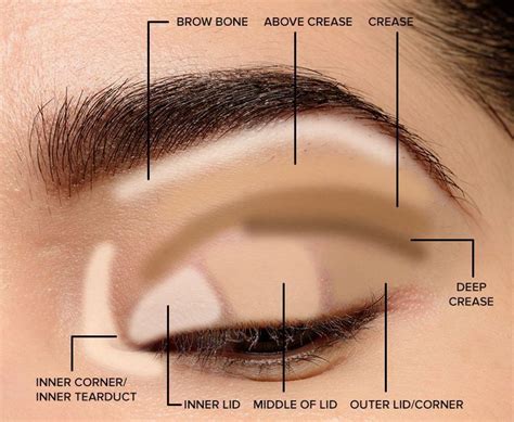Diagram showing where to apply eyeshadow in the crease.