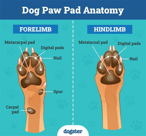 Diagram illustrating the anatomy of a dog's paw pad and common areas prone to dryness and cracking.