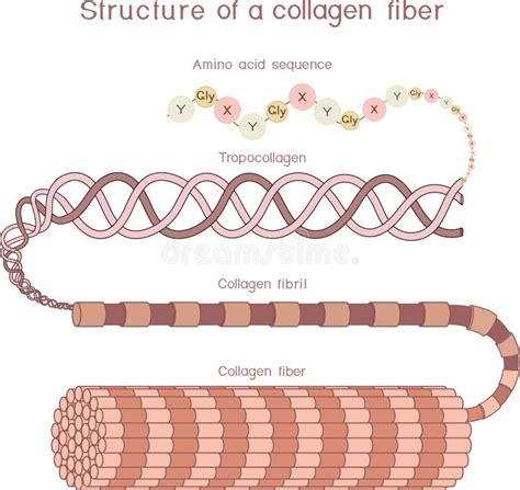 Diagram illustrating the structure of collagen and its presence in various body tissues (skin, bones, joints, tendons).