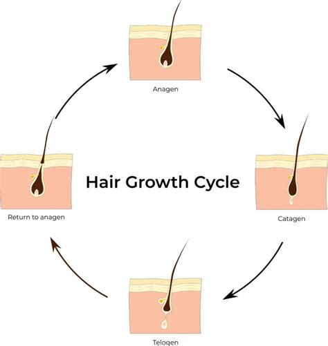 Infographic illustrating the hair growth cycle and how serums can influence it.