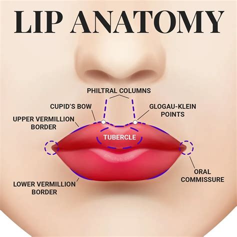 A graphic illustrating the areas of the lips where fillers are commonly injected, including the Cupid's bow, vermilion border, and oral commissures.