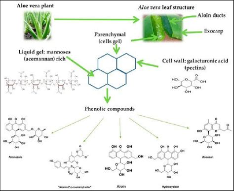 Illustration showing the molecular structure of aloe vera and its key components.