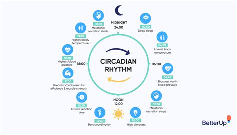 Diagram illustrating the role of glycine in regulating circadian rhythms and body temperature.
