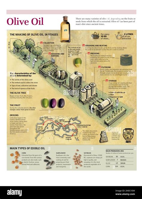 Infographic comparing the chemical components of olive oil and their effects on hair.