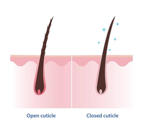 Illustration showing how olive oil penetrates the hair shaft and smooths the cuticle.