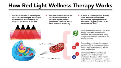 Diagram illustrating how red light penetrates the skin and interacts with mitochondria in cells.