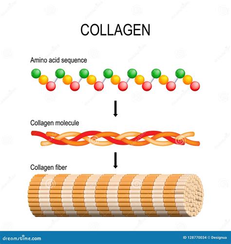 Diagram showing collagen structure in the body