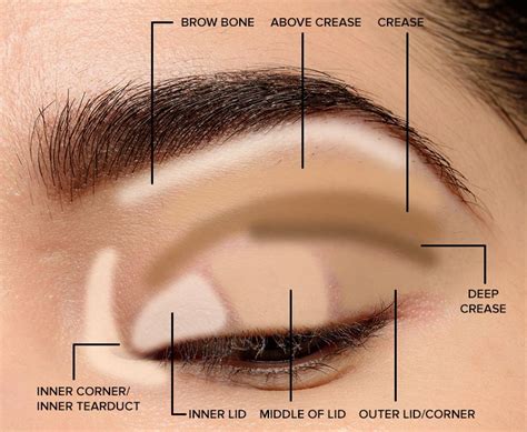 Illustration showing eyeshadow placement on the eyelid with tape