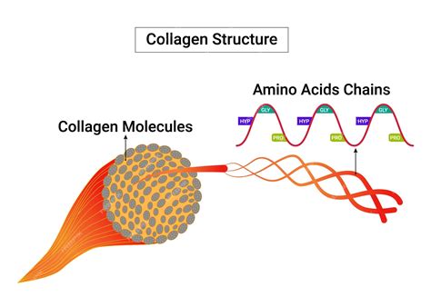 Infographic illustrating the molecular structure of collagen peptides and their breakdown in the body.