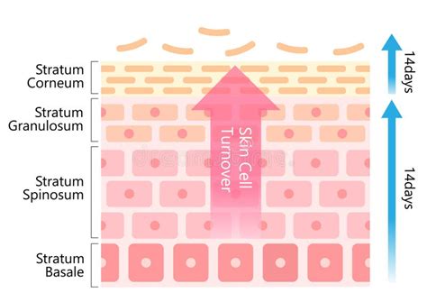 Illustration showing the process of cell turnover and collagen production in healthy skin versus dull skin.
