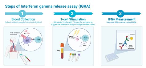 Diagram illustrating how TB blood tests (IGRAs) detect TB infection by measuring Interferon-Gamma release.