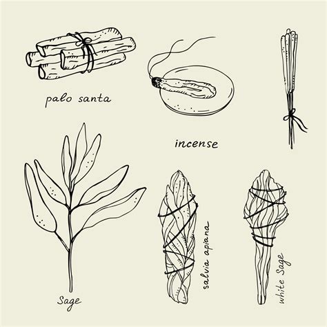 Illustration of Palo Santo wood sticks and White Sage bundles.