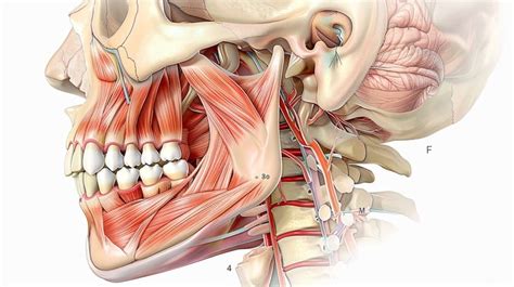 Illustration of male facial anatomy highlighting the mandible and jawline.