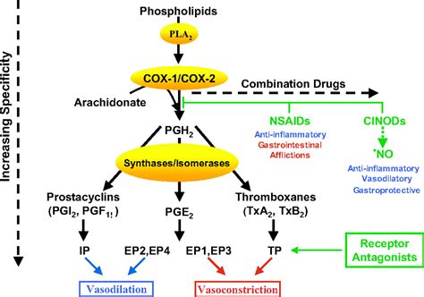 Infographic illustrating the COX enzyme pathway and how triethanolamine salicylate inhibits prostaglandin production.