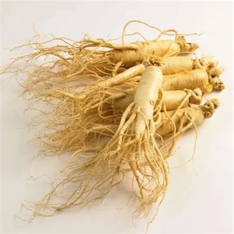 Ginseng root illustration with highlighted beneficial compounds