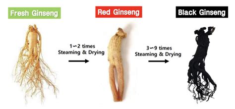 Infographic comparing fresh, white, and red ginseng and their ginsenoside content