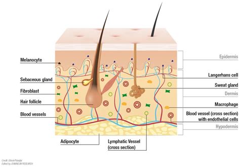 Diagram illustrating the layers of skin and how AHAs/BHAs break down desmosomes to initiate peeling.
