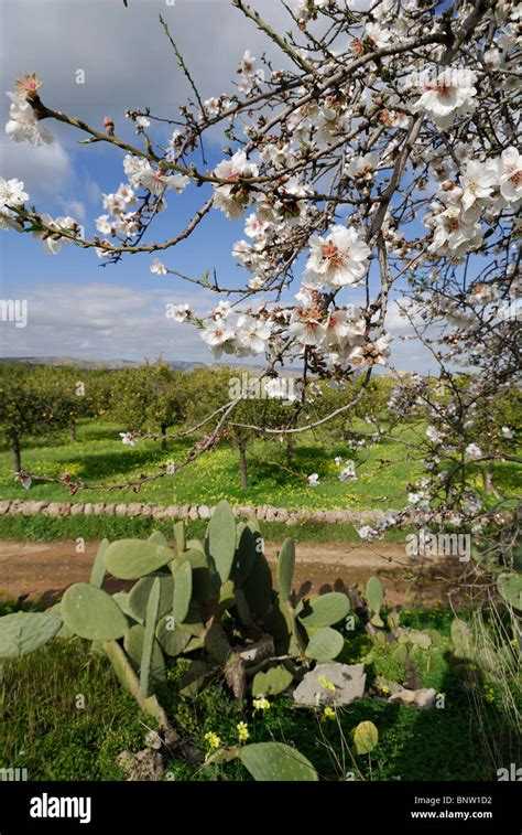 A scenic photo of almond groves in Sicily.
