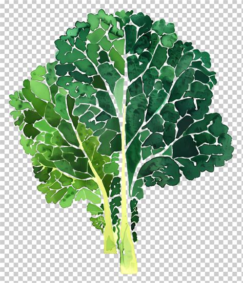 Illustration of cashews and kale leaves