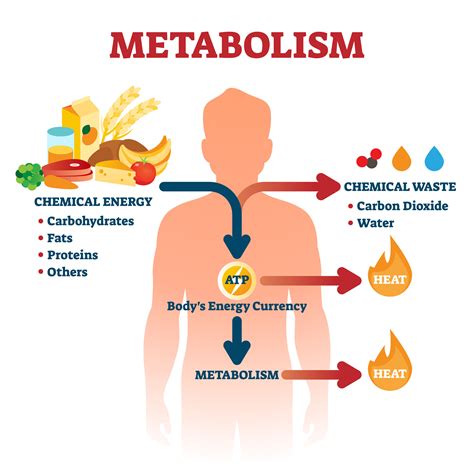 Diagram illustrating the metabolic process enhanced by ginger and cinnamon