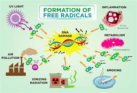 Infographic showing the cellular damage caused by free radicals and how antioxidants neutralize them.