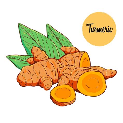 Illustration of turmeric root and its extract