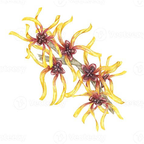 Illustration of a witch hazel plant