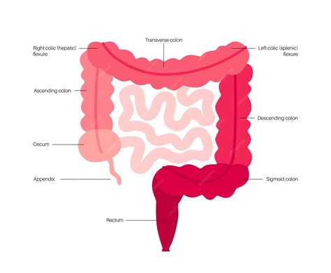 Diagram showing the human colon and highlighting potential areas of risk during colon cleansing procedures.