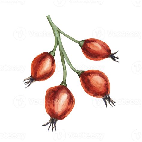 Illustration of the Rosa canina rose bush, highlighting the fruit and seeds from which rosehip oil is derived.