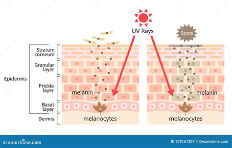 Visual representation of how antioxidants in rosehip oil protect skin from UV damage.