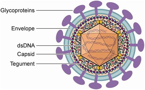 Diagram illustrating Human Herpesvirus 6 and 7 structures.