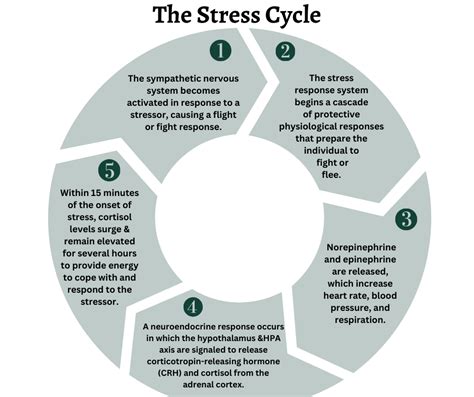 Infographic illustrating the link between stress hormones and collagen breakdown