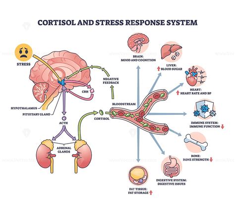 Diagram illustrating the physiological effects of stress on the skin