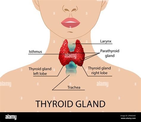 Illustration of liver and thyroid gland with icons representing potential issues related to supplements.