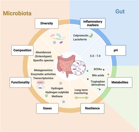 Infographic illustrating the balance of gut bacteria and the impact of Candida overgrowth.