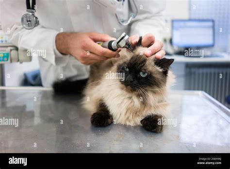 A veterinarian examining a cat's ear with specialized equipment.