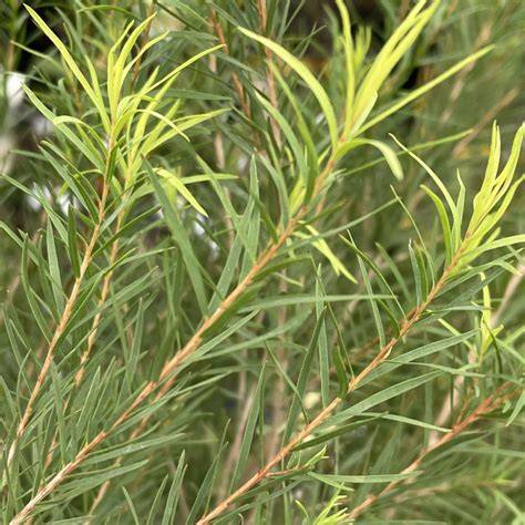 Photo of a Melaleuca alternifolia tree and its leaves.
