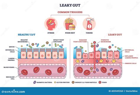 illustration of a healthy dog gut lining versus a compromised one, highlighting collagen's role