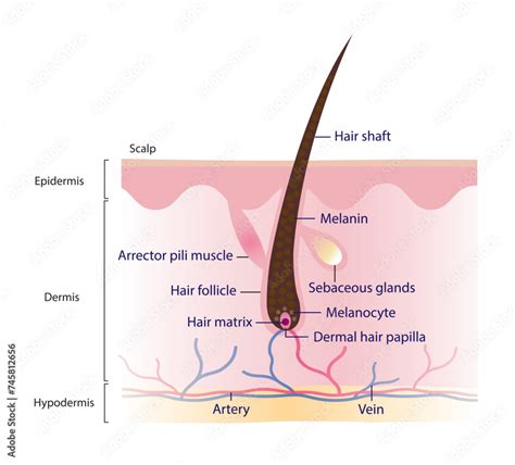 Infographic showing the cross-section of a human hair follicle with labels for dermal papilla, matrix, sebaceous gland, and arrector pili muscle.