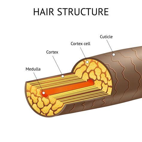Diagram illustrating the three layers of the hair shaft: cuticle, cortex, and medulla.