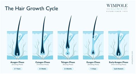 Infographic displaying key statistics about human hair, such as average number of follicles, growth rate, and daily hair loss.