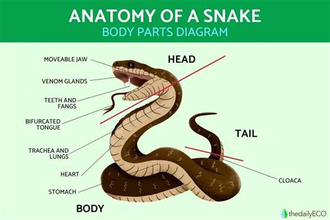 Diagram showing the initial lines for a snake's body and contour lines for scale placement