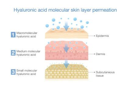 visual comparison of different molecular weights of hyaluronic acid and their penetration depth in the skin