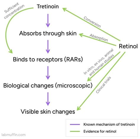 Diagram explaining the mechanism of action of Retinol on skin cells, showing collagen boosting and cell turnover acceleration.