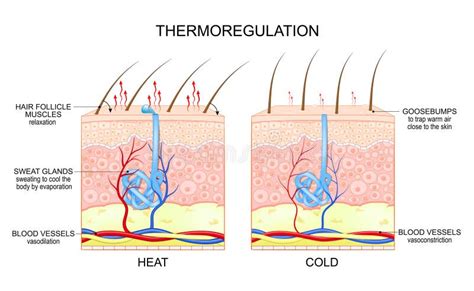 Diagram illustrating blood flow to hair follicles and the impact of buildup.