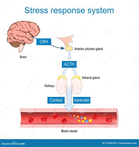 Illustration of stress hormones affecting skin oil production.