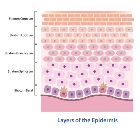 Illustration showing the layers of the skin with basal cells highlighted in the epidermis.